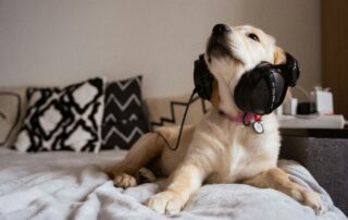 Happy pupcast listener!